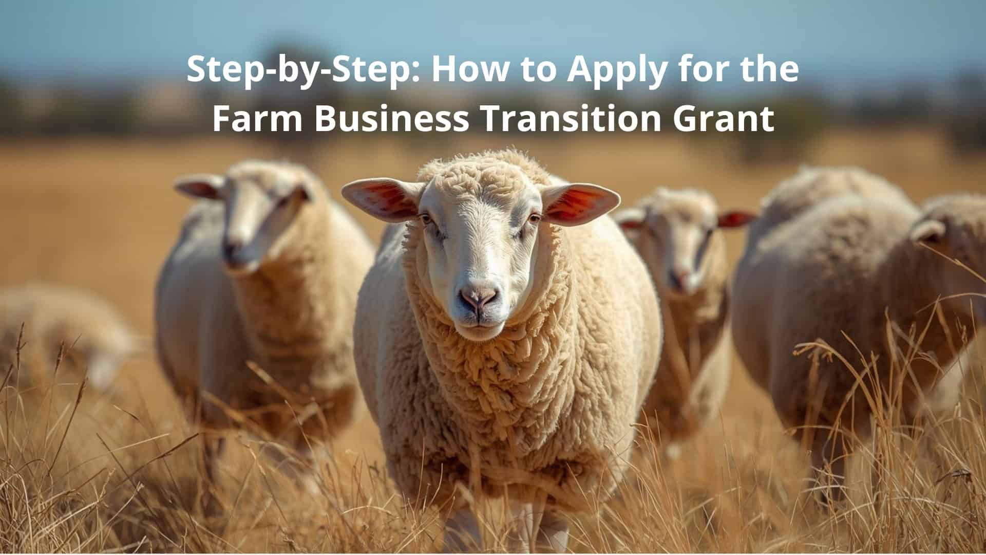 DaveFavicon40x40px512x512px Sheep in a field illustrating farm business transition and grant application process.